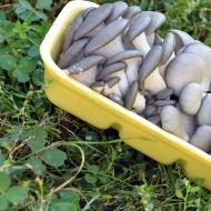 Как начать выращивать грибы: бизнес план, расчеты Пошаговая инструкция открытия грибной фермы
