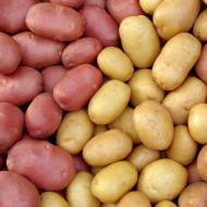 Выращивание картофеля как бизнес: рентабельность и важные секреты получения богатого урожая Финансовые вложения в бизнес