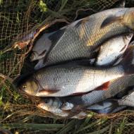 Искусственное разведение рыб в водоемах как бизнес Бизнес по выращиванию рыбы в пруду